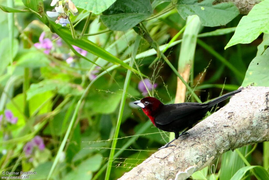 Silver-beaked Tanager male adult