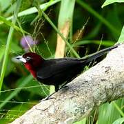 Silver-beaked Tanager