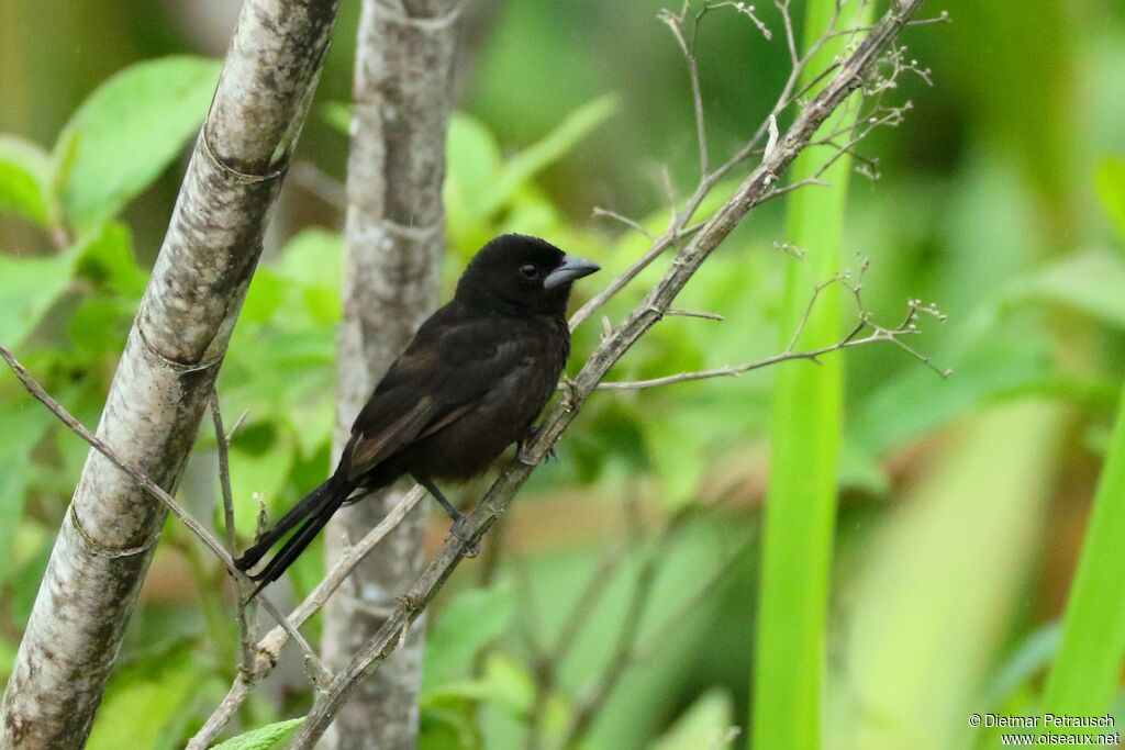 Silver-beaked Tanagerimmature