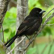 Silver-beaked Tanager