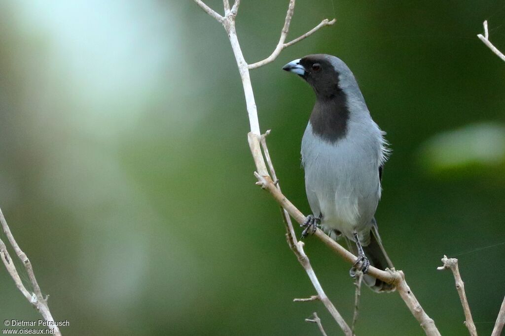 Black-faced Tanageradult