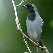 Black-faced Tanager