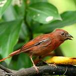 Tangara à couronne rouge