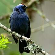 Diademed Tanager