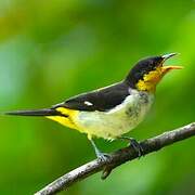 Yellow-backed Tanager