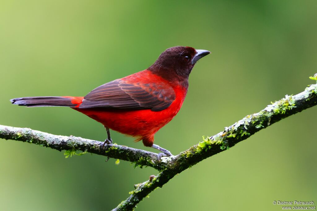 Tangara à dos rouge femelle adulte