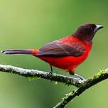 Tangara à dos rouge