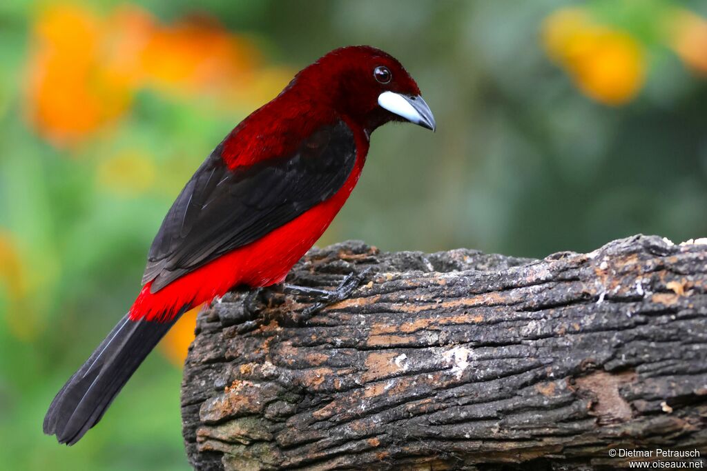 Tangara à dos rouge