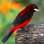 Tangara à dos rouge