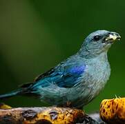 Tangara à épaulettes bleues