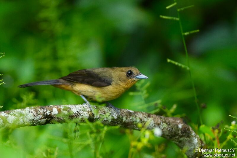 Black-goggled Tanager female adult