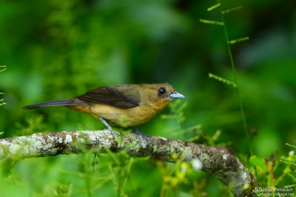 Black-goggled Tanager female adult