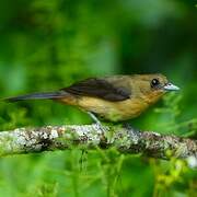 Black-goggled Tanager