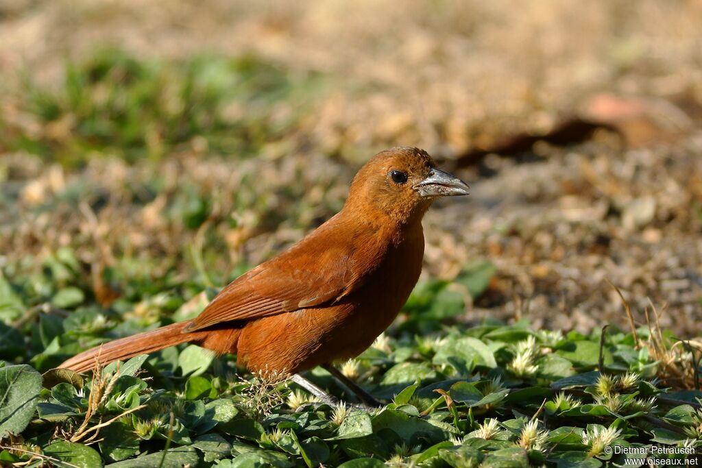 White-lined Tanager female adult