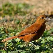 White-lined Tanager