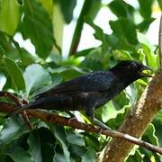 Scarlet-throated Tanager