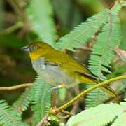 Yellow-throated Chlorospingus