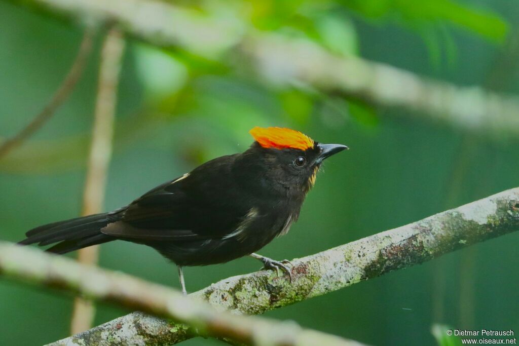 Flame-crested Tanager male adult