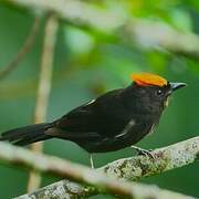 Flame-crested Tanager