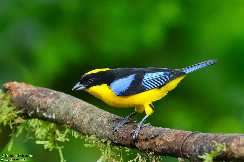 Tangara à nuque jaune