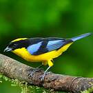 Tangara à nuque jaune