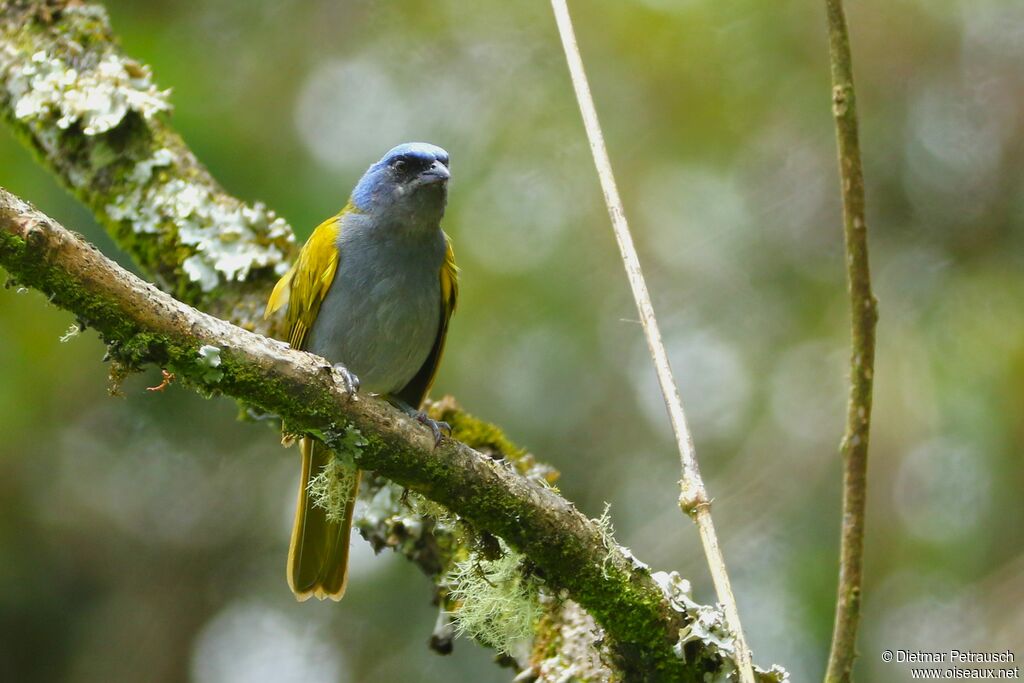 Blue-capped Tanageradult