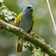 Blue-capped Tanager