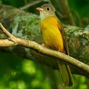 Grey-headed Tanager