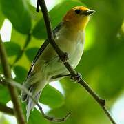 Orange-headed Tanager