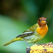 Rufous-headed Tanager