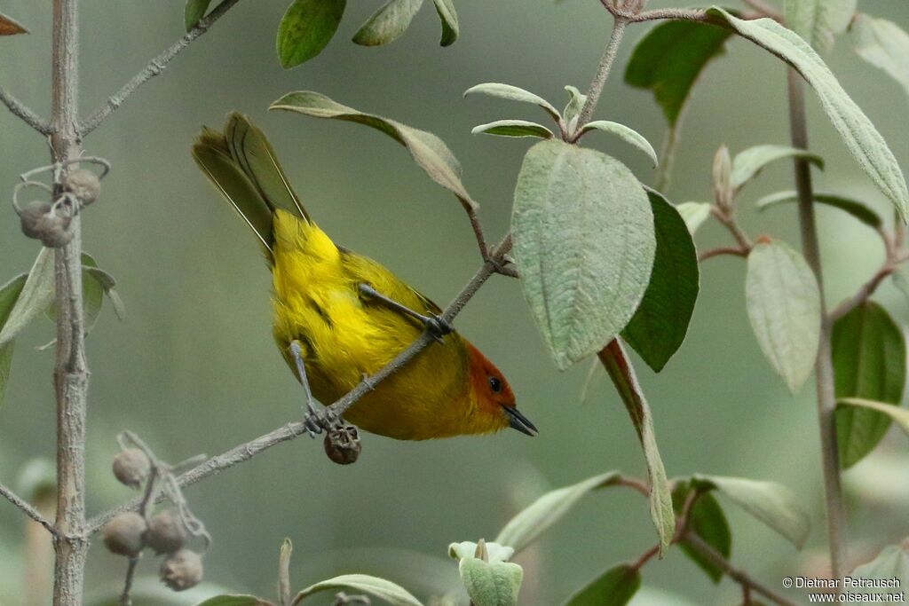 Rust-and-yellow Tanageradult