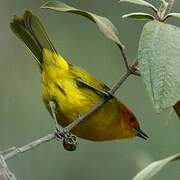 Rust-and-yellow Tanager