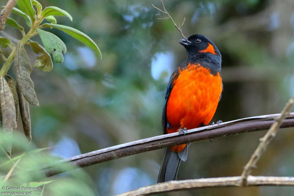 Scarlet-bellied Mountain Tanager