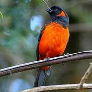 Scarlet-bellied Mountain Tanager