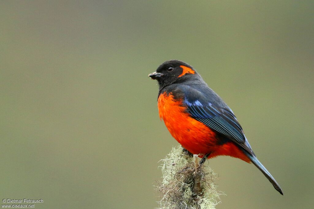 Scarlet-bellied Mountain Tanageradult