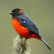 Scarlet-bellied Mountain Tanager