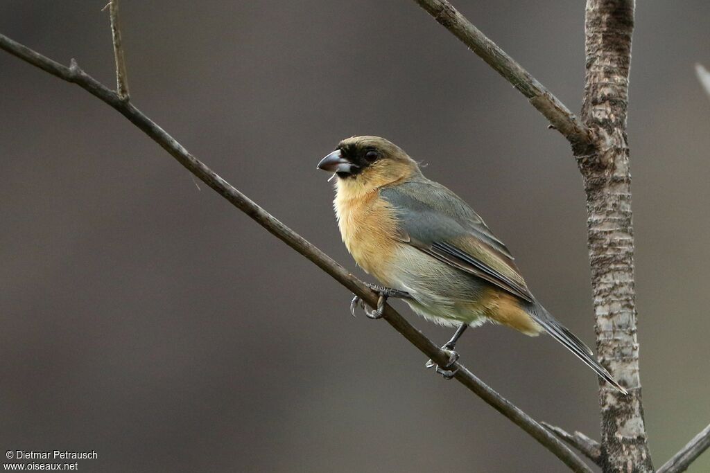 Tangara cannelleadulte