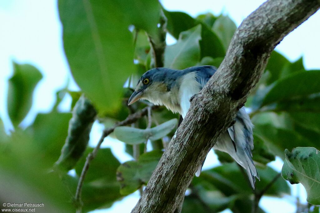 Hooded Tanager female adult