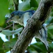 Hooded Tanager