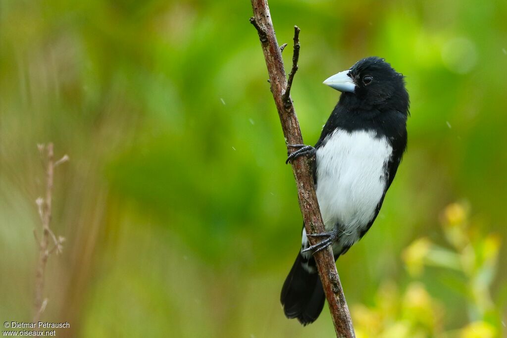 Tangara de Berlioz mâle adulte, identification