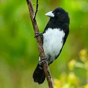 Cone-billed Tanager