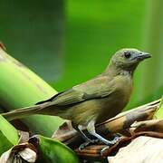 Palm Tanager