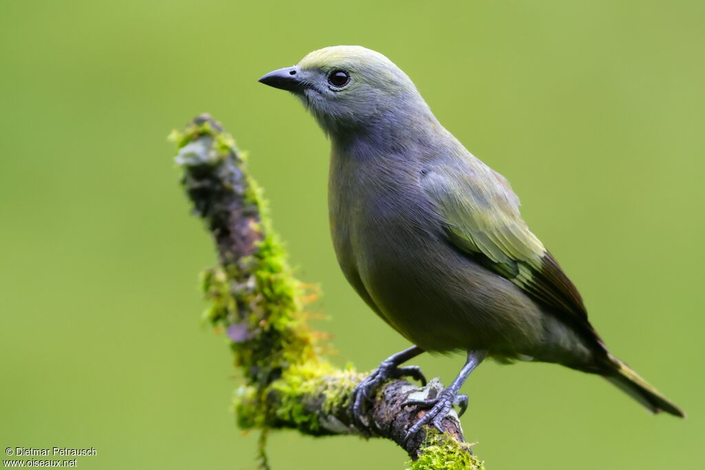Tangara des palmiersadulte