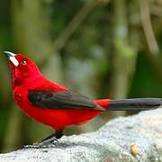 Brazilian Tanager