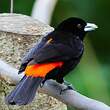 Tangara flamboyant
