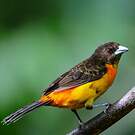 Tangara flamboyant
