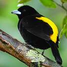 Tangara flamboyant