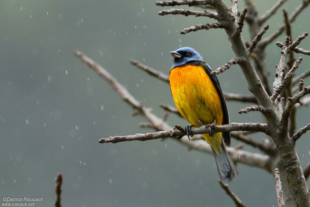 Blue-and-yellow Tanageradult