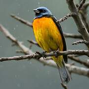 Blue-and-yellow Tanager