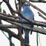 Tangara glauque